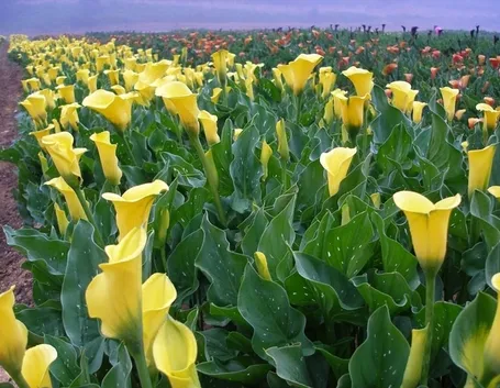 fiori per la mamma