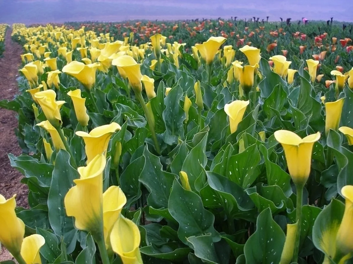 fiori per la mamma