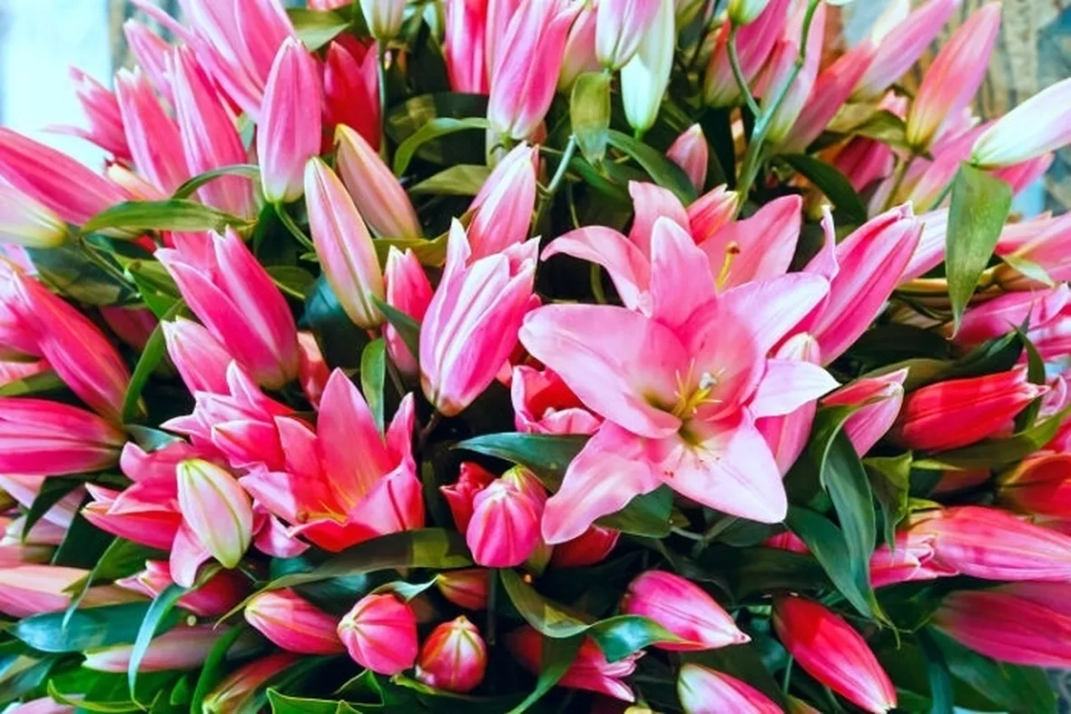 fiori per la Sposa