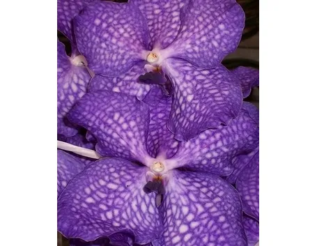 fiori per tutti i santi