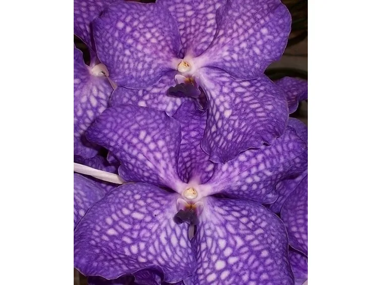 fiori per tutti i santi