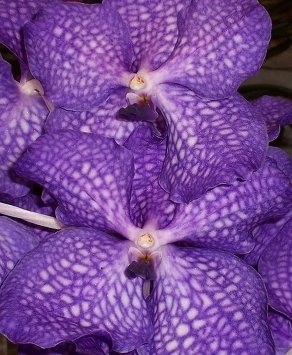 fiori per tutti i santi