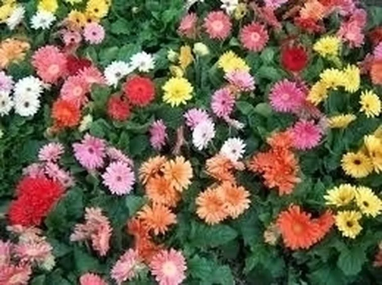 gerbere colorate