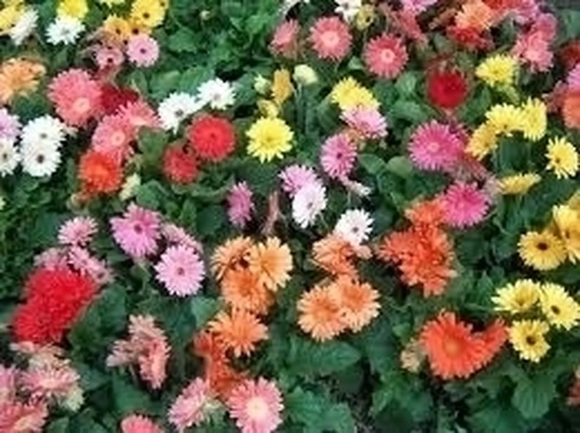 gerbere colorate