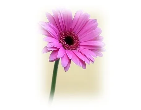 gerbere viola-1