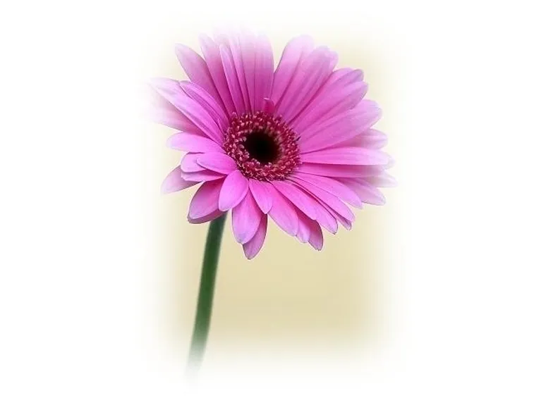 gerbere viola-1