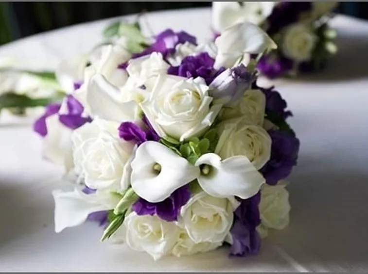 gerbere viola