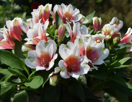 invio fiori per defunti-1