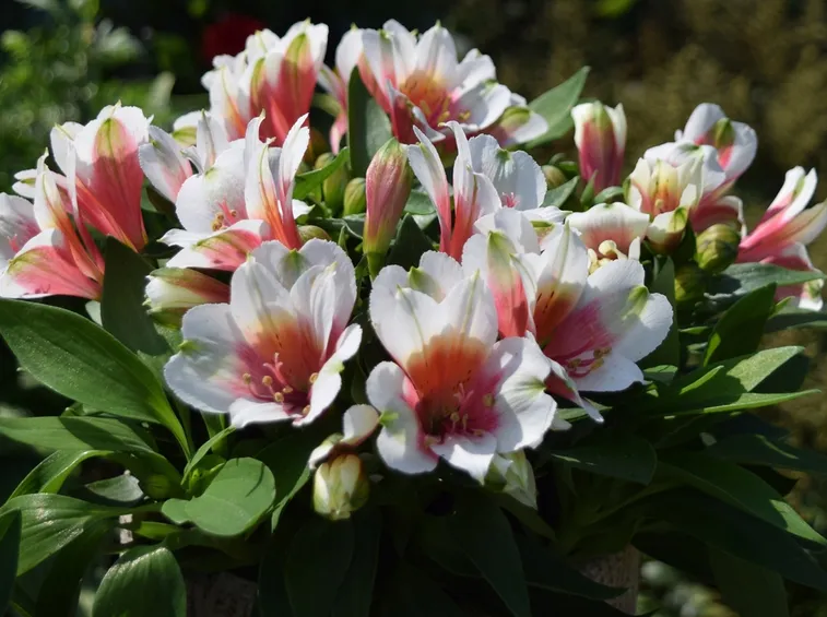 invio fiori per defunti-1