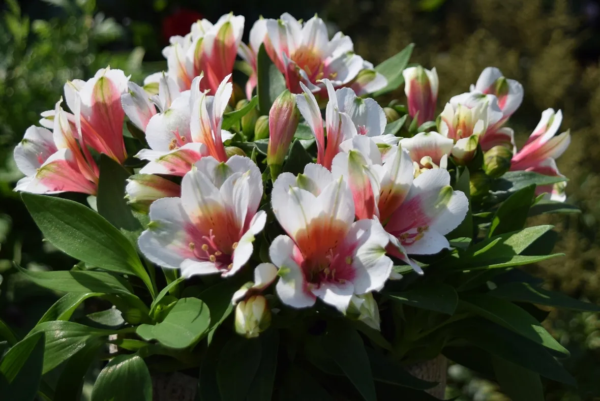 invio fiori per defunti-1