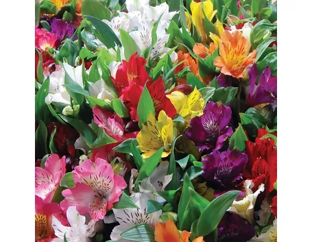 invio fiori per defunti
