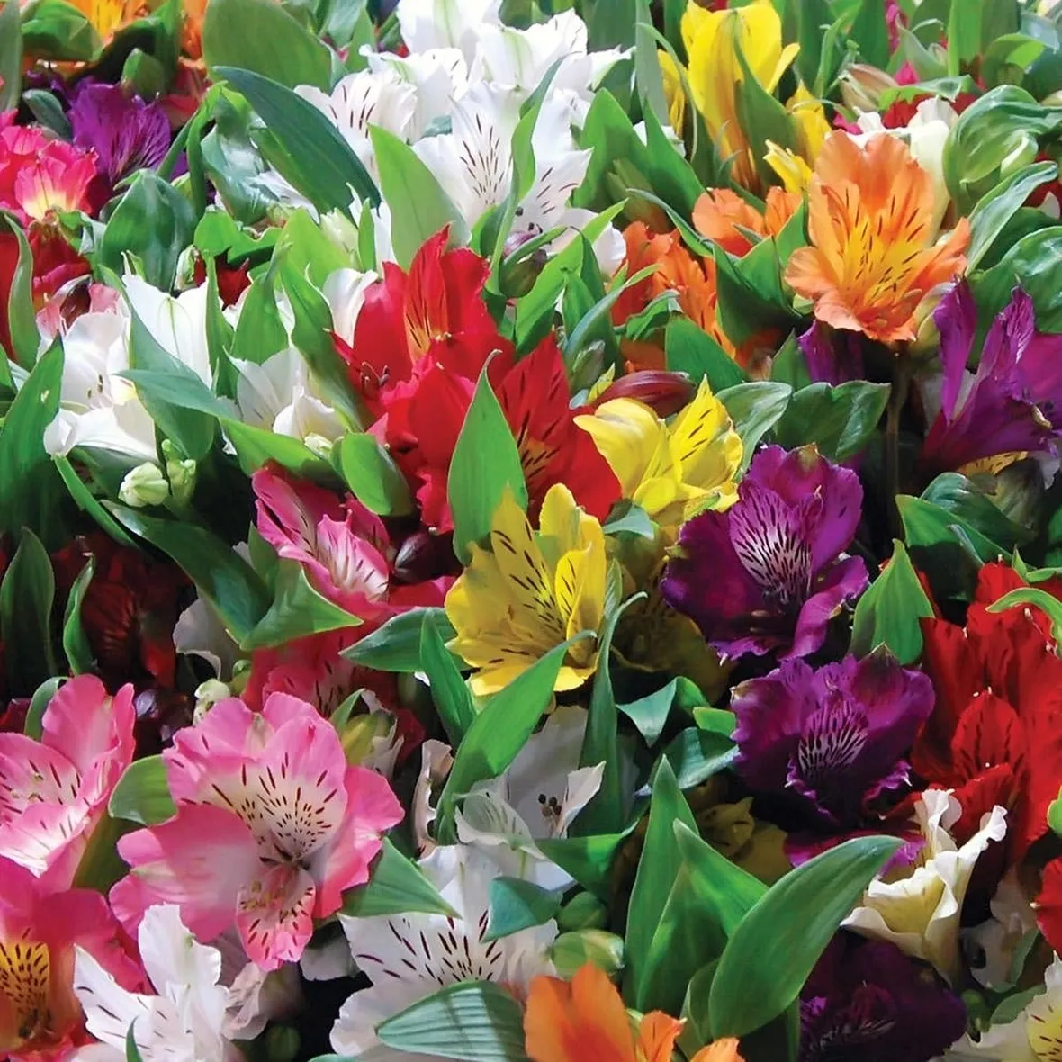 invio fiori per defunti