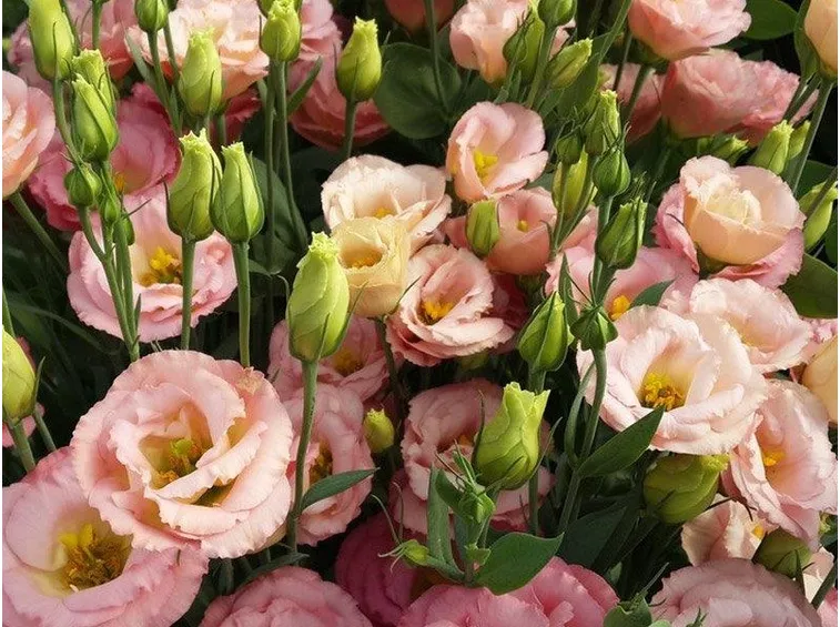 lysianthus colorati