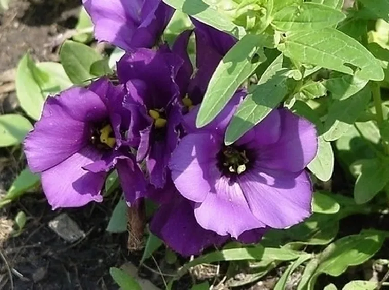 lysianthus viola