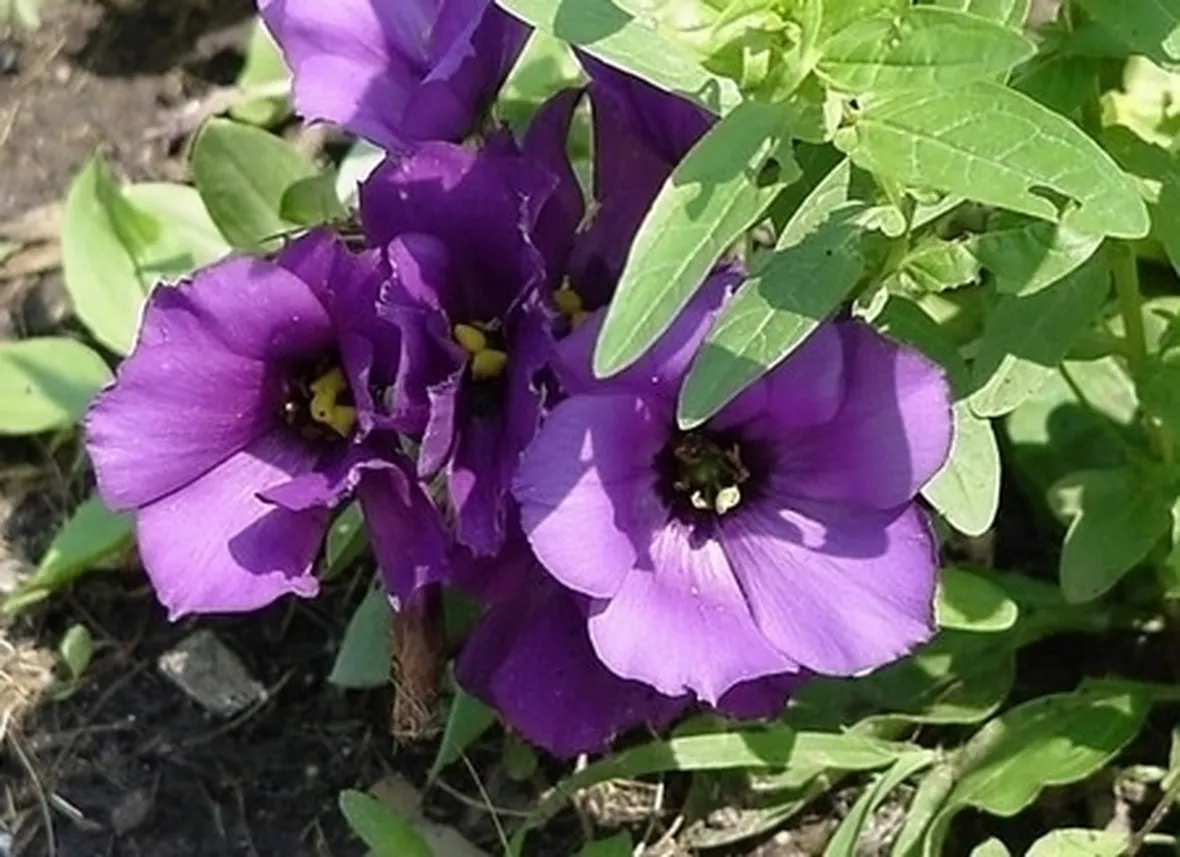 lysianthus viola