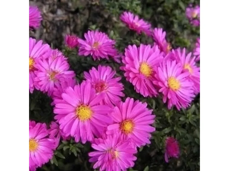 margherite viola-1