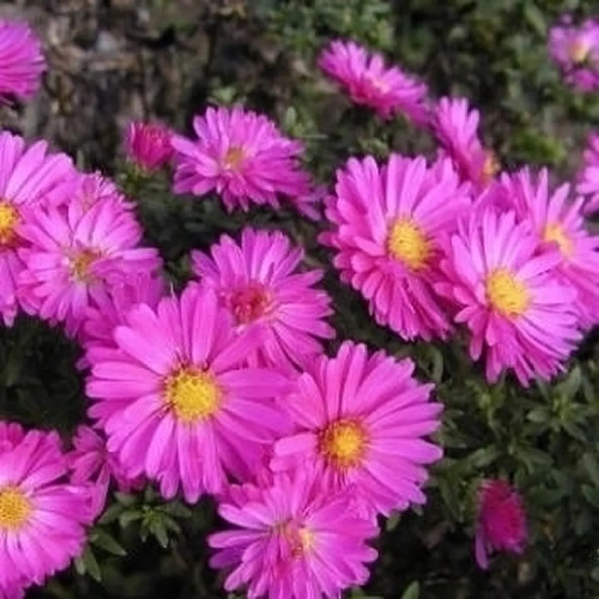 margherite viola-1