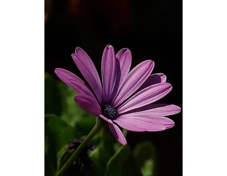 margherite viola