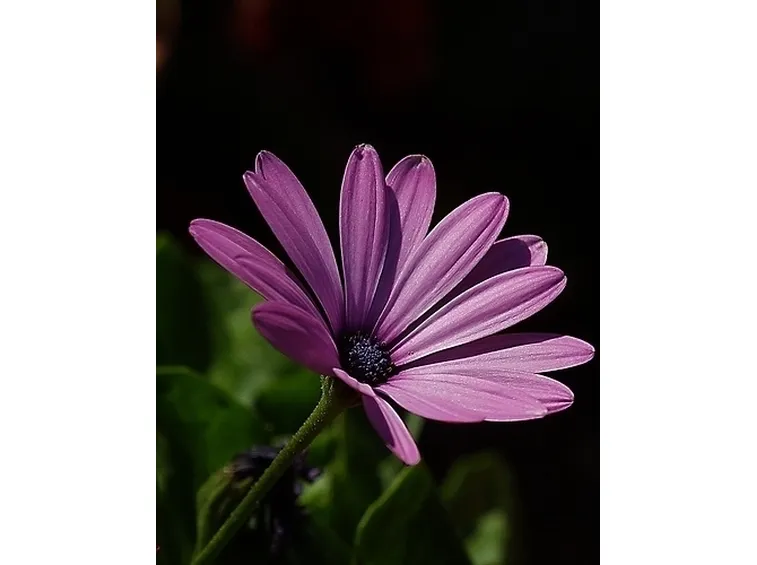 margherite viola