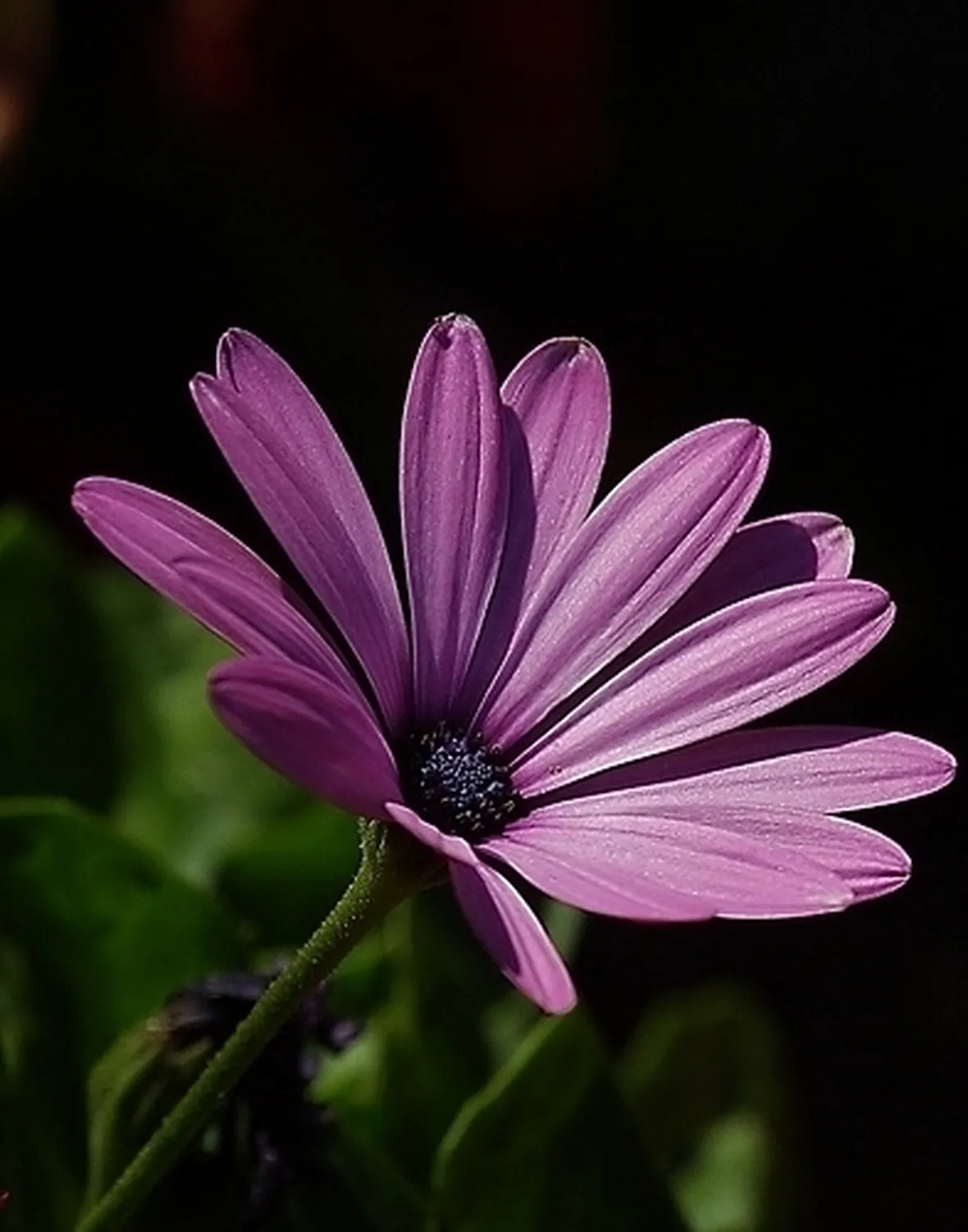 margherite viola