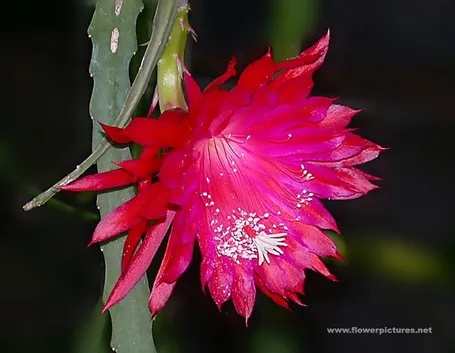 mazzi di amarilli rosso  fiore singolo