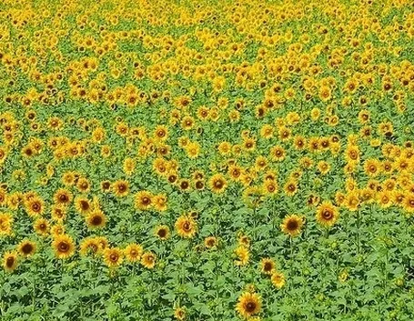 mazzi di amarilli rosso fiore singolo