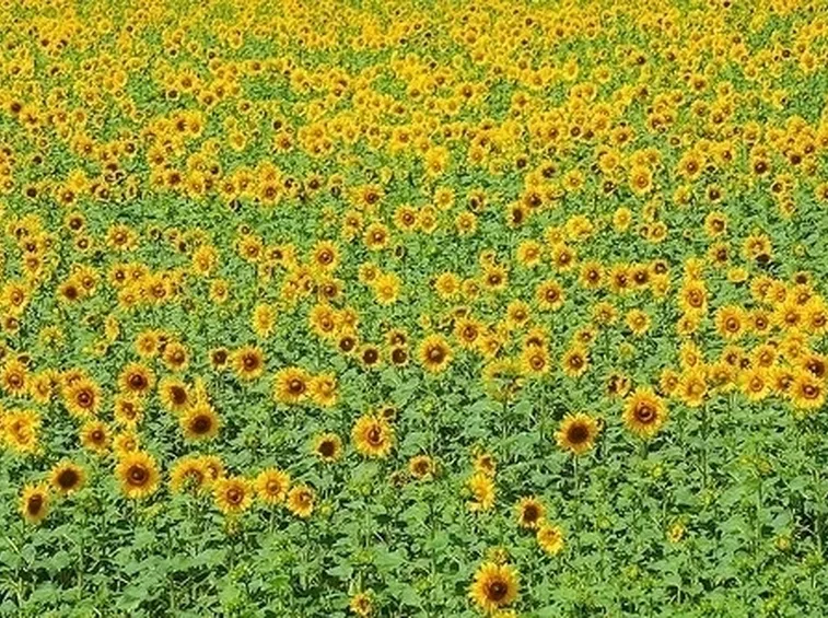 mazzi di amarilli rosso fiore singolo