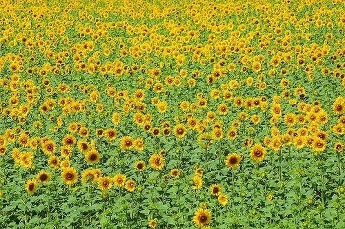 mazzi di amarilli rosso fiore singolo