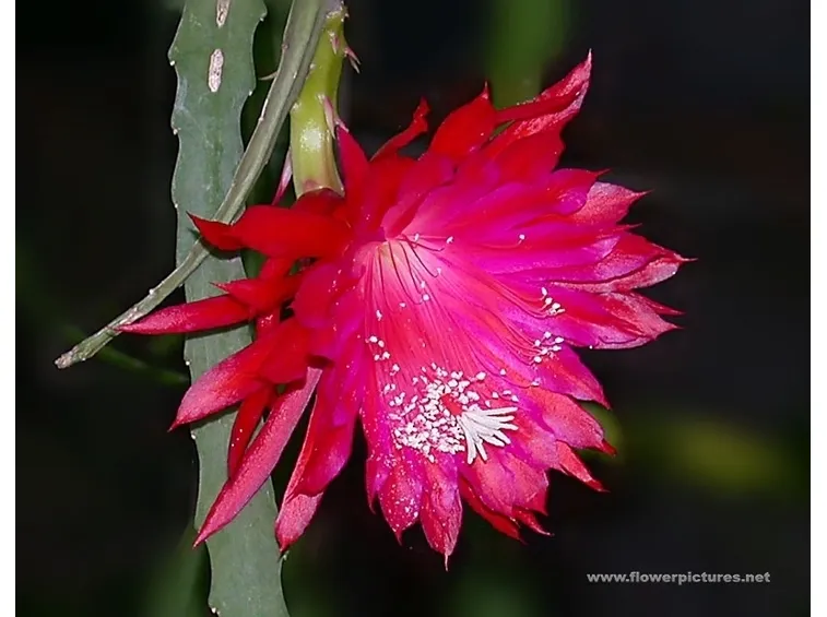 mazzi di amarilli rosso  fiore singolo