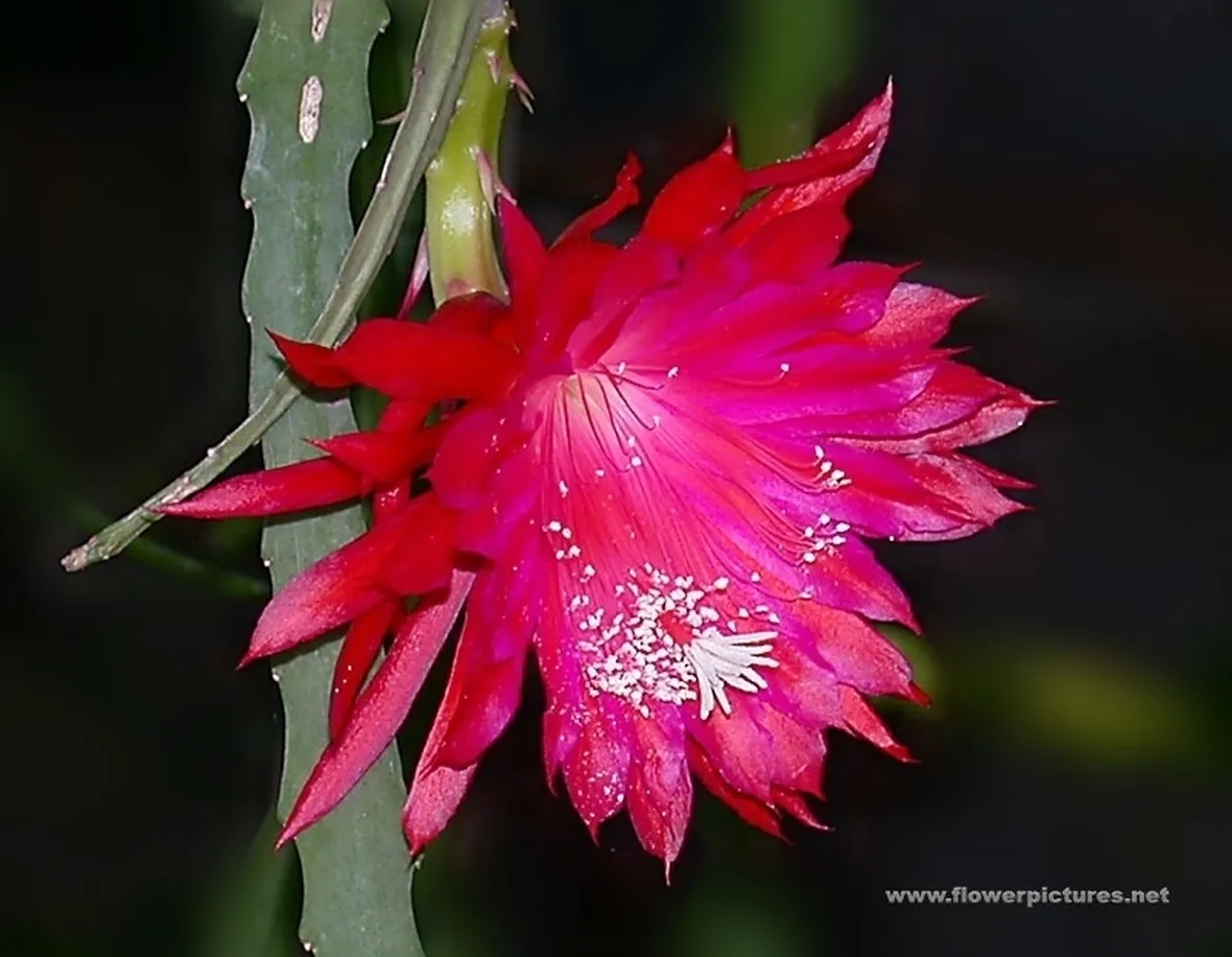 mazzi di amarilli rosso  fiore singolo