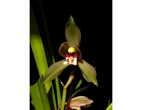 mazzi di cymbidium giallo-1