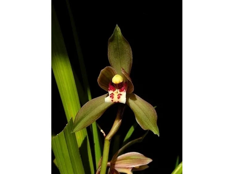mazzi di cymbidium giallo-1