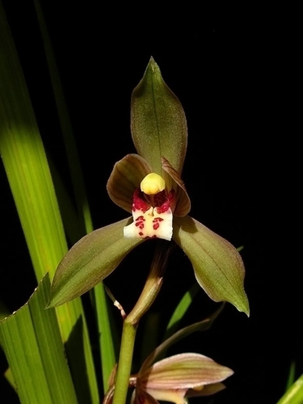 mazzi di cymbidium giallo-1