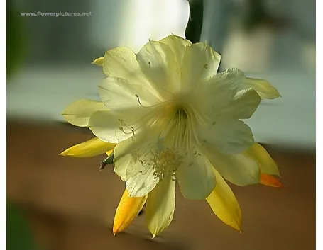 mazzi di fiori autunnali-1