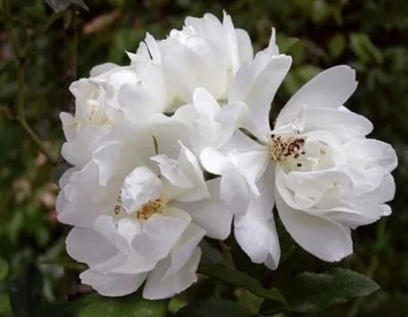 mazzi di fiori autunnali