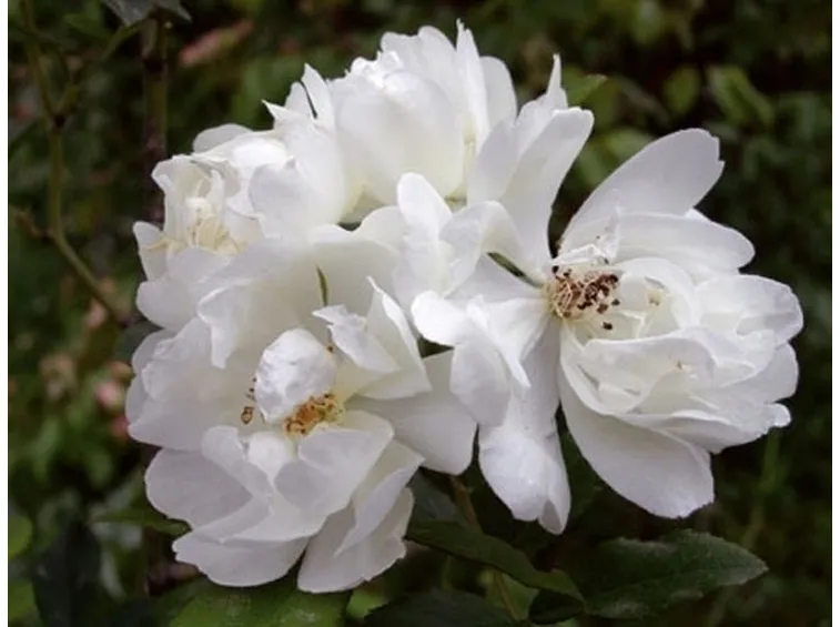 mazzi di fiori autunnali
