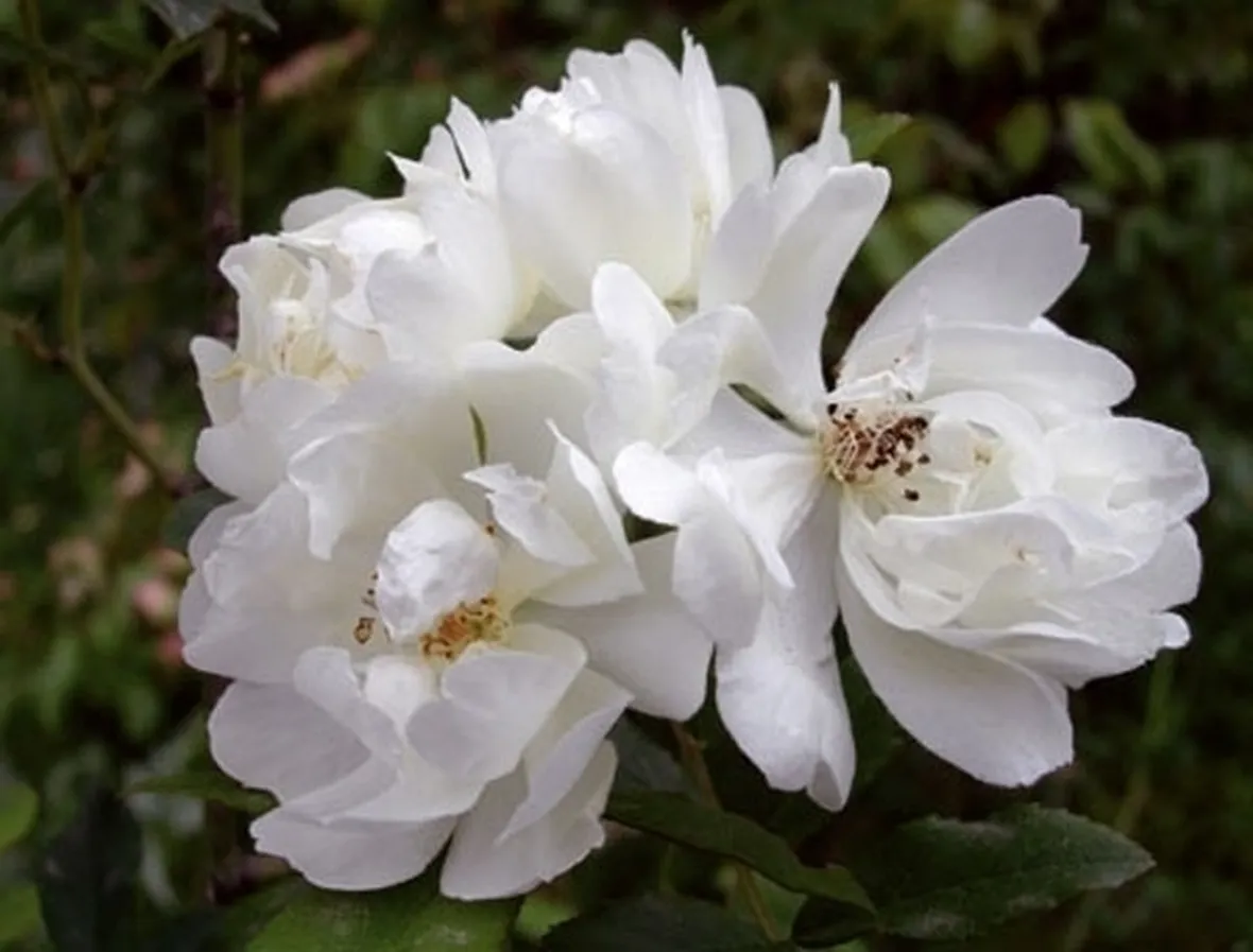 mazzi di fiori autunnali