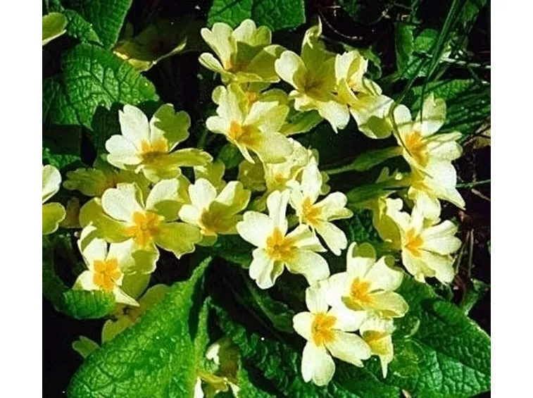 mazzi di fiori primaverili