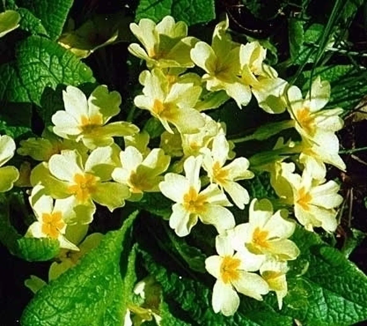 mazzi di fiori primaverili