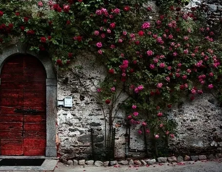 mazzi di rose a gambo lungo