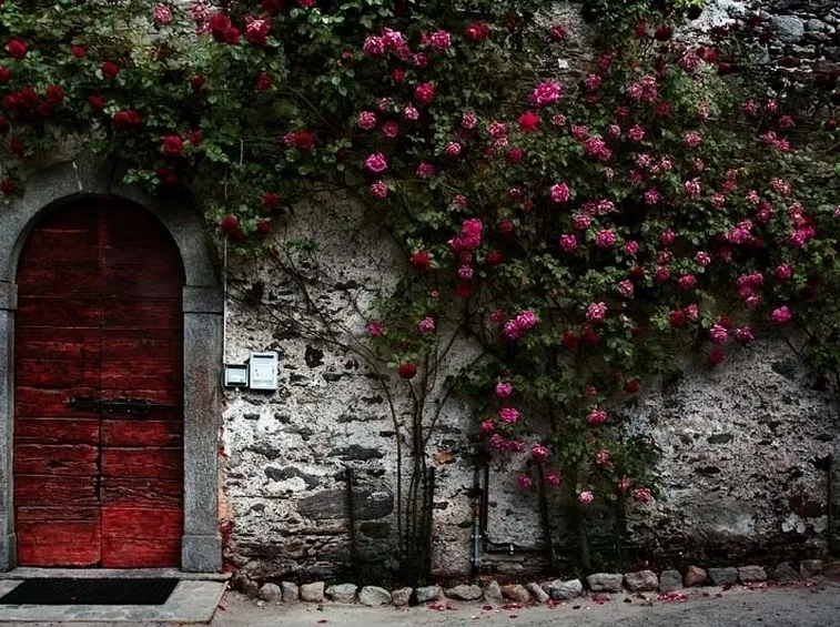 mazzi di rose a gambo lungo