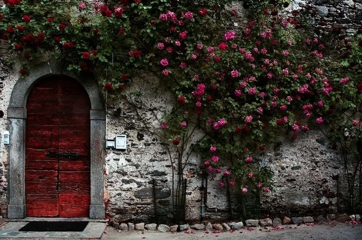 mazzi di rose a gambo lungo