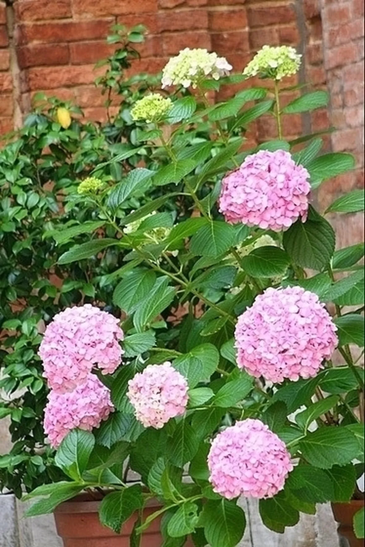 mazzi ortensie e garofani