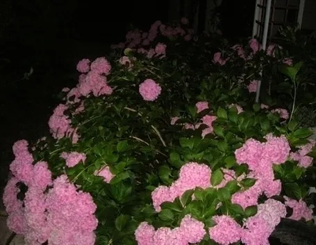 mazzi rose e ortensie