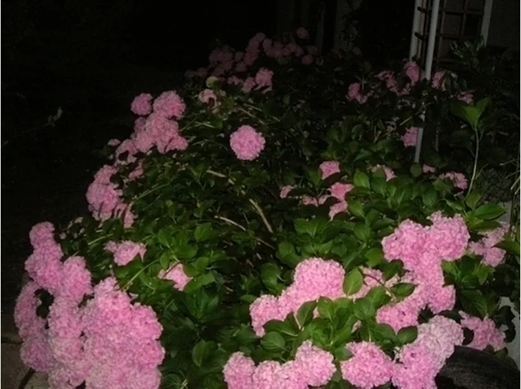 mazzi rose e ortensie