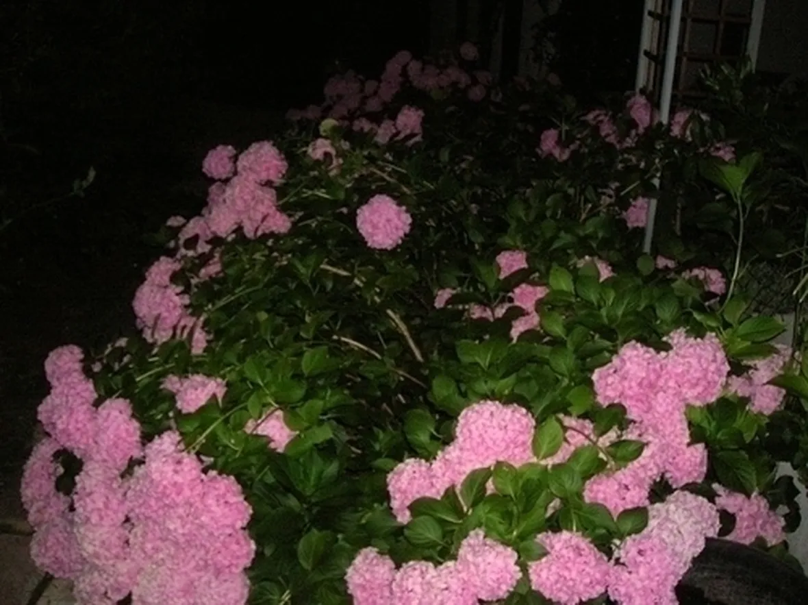 mazzi rose e ortensie