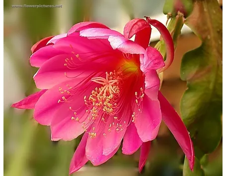 mazzi roselline rosa