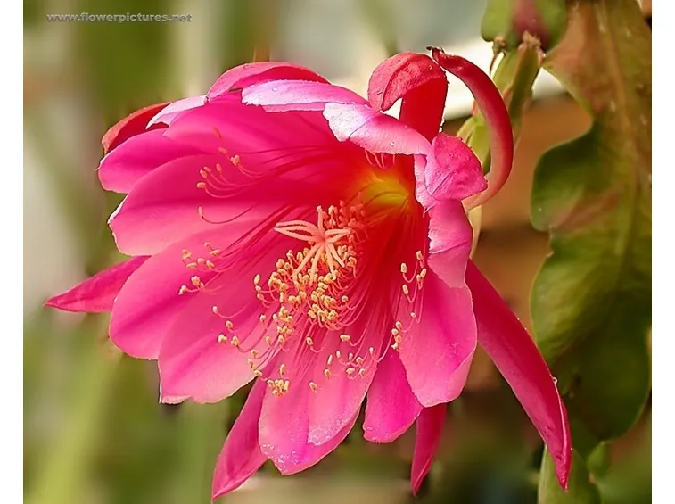 mazzi roselline rosa