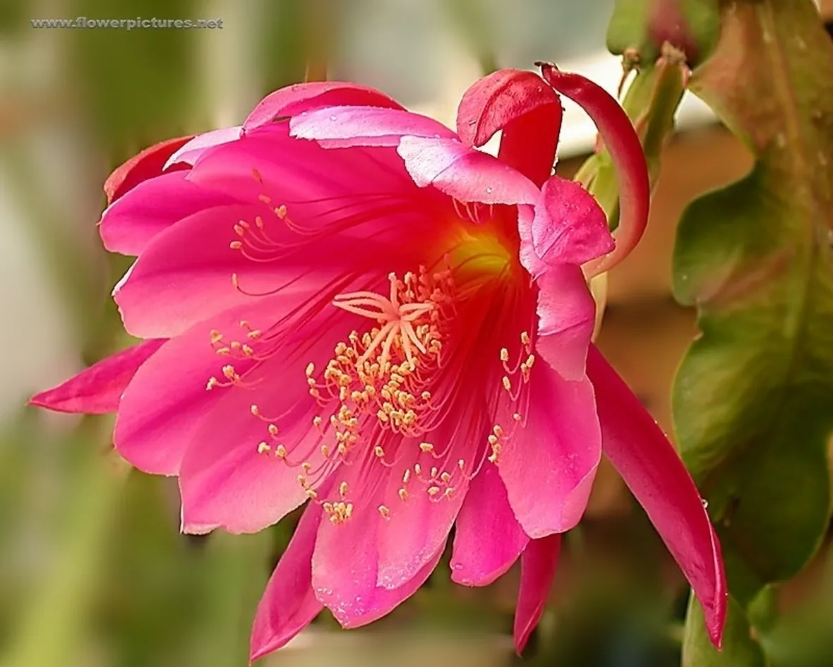 mazzi roselline rosa