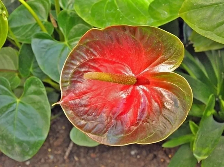 mazzo funebre con anthurium